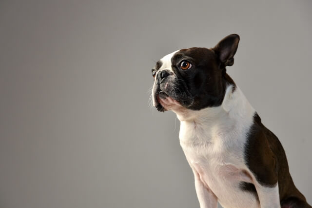 ペットビジネスの最前線